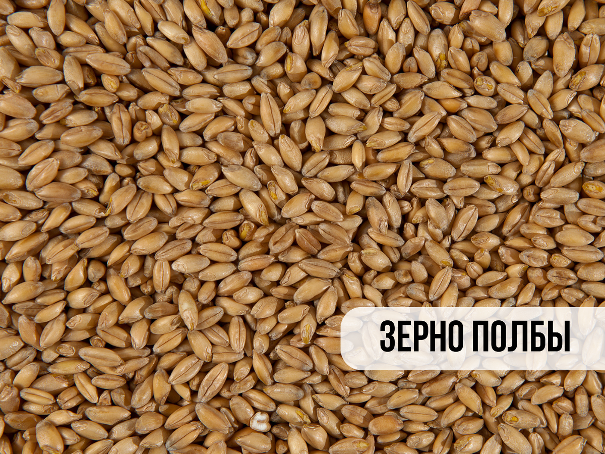 Зерно полбы "Чёрный хлеб"