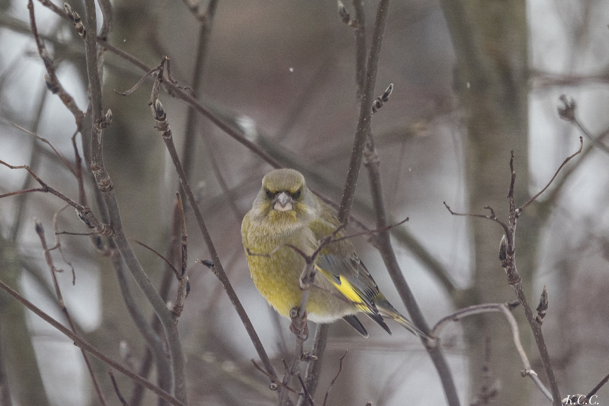 Зеленушка, фото автора