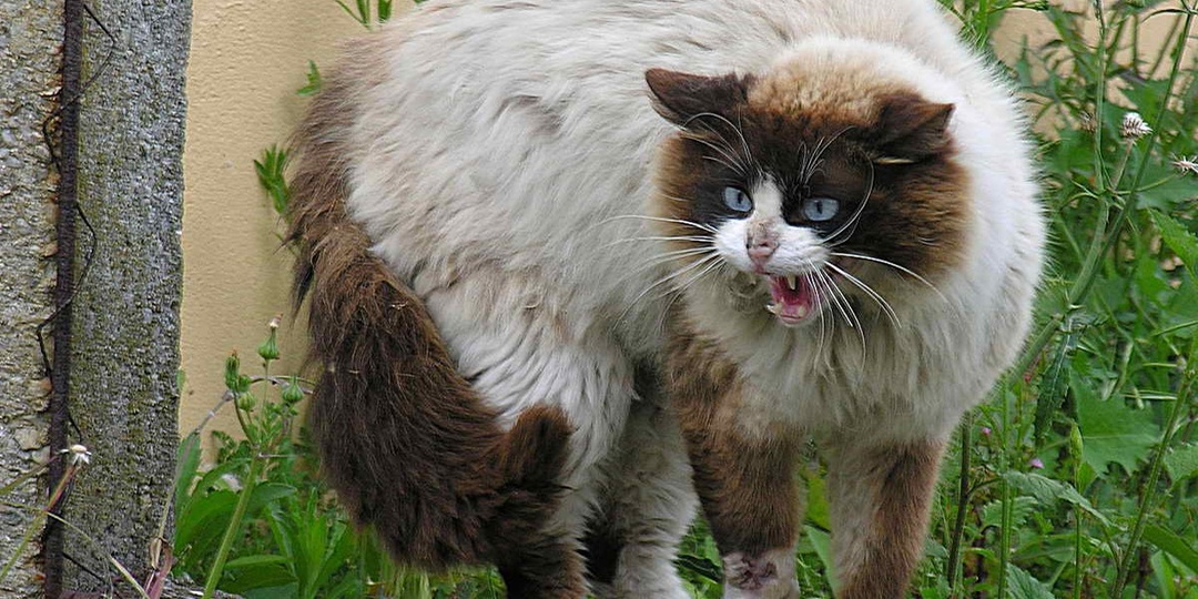Кошачьи драки: как остановить и как предотвратить?