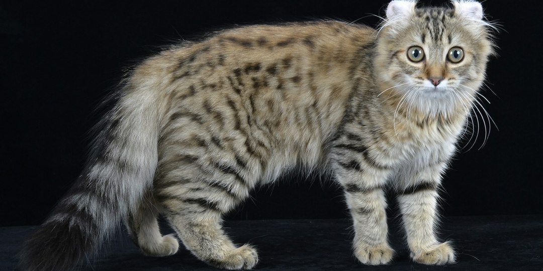 Как понять настроение кошки: язык тела, эмоции и сигналы питомца