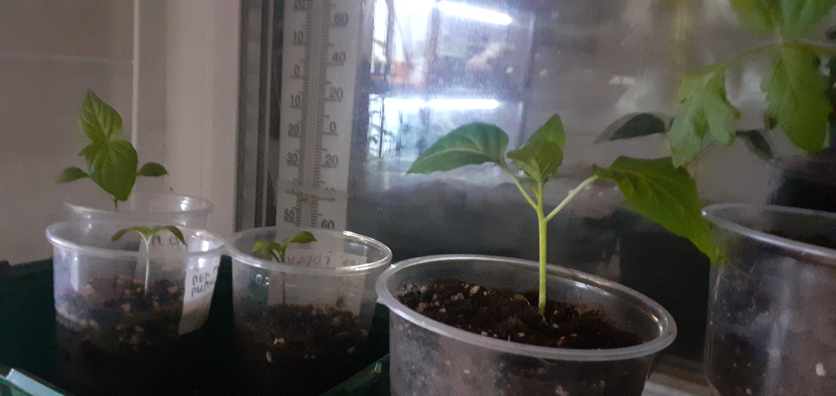 Те, что крупнее - сладние перчики. Мелкие - это острые перчики.