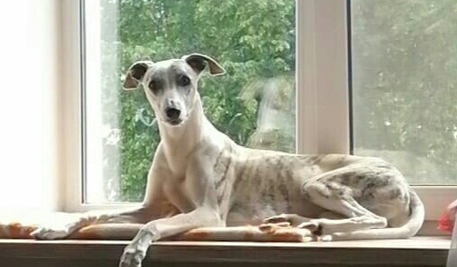 Ну не милаш ли?