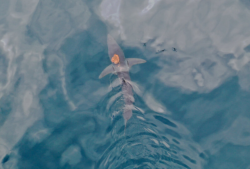 Новозеландский шарктопус