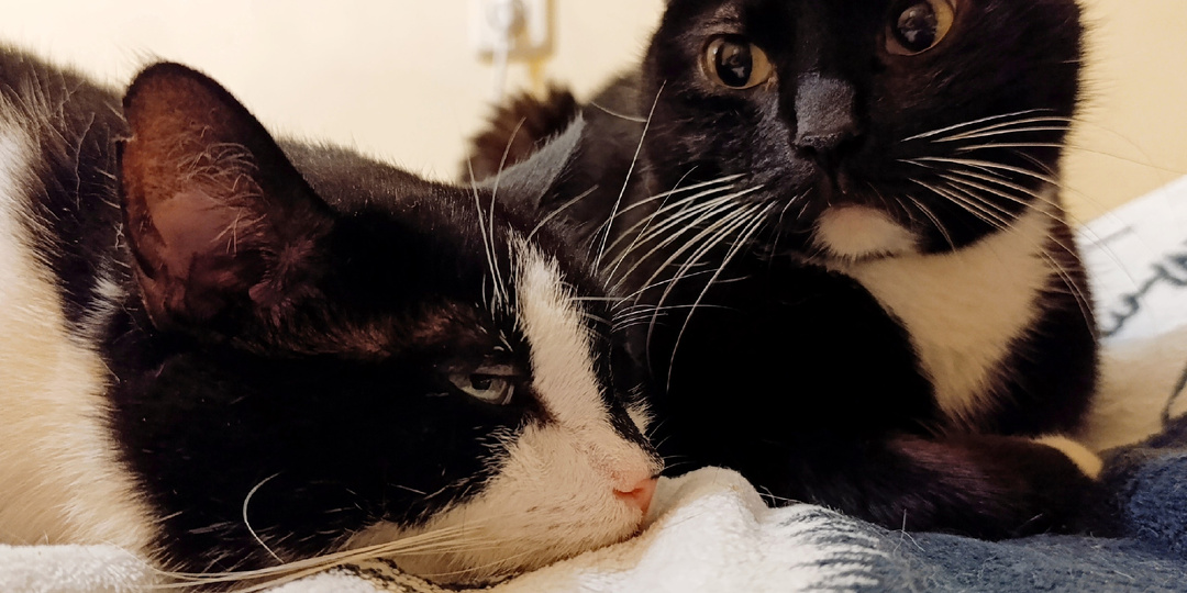 Нормальный мужчина на гостевой брак никогда не согласится