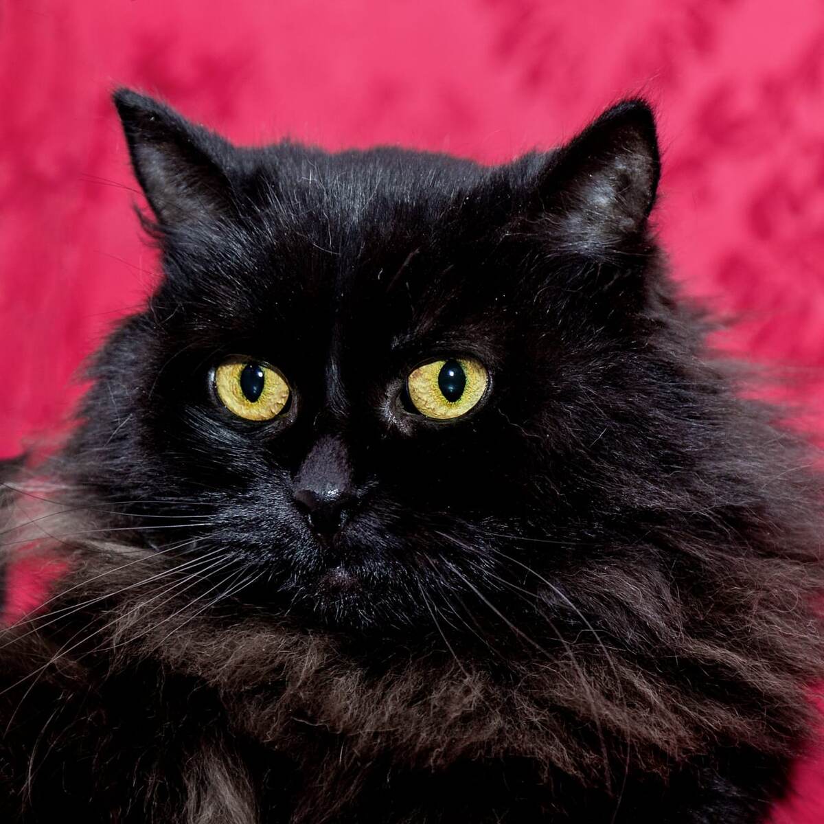 Элизабет. Правда, когда её забирали из той квартиры, выглядела она иначе