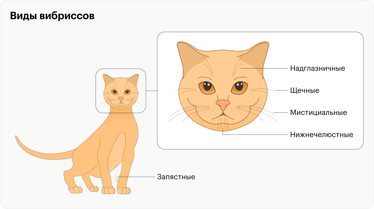 Вибриссы у пушистых кошек: не только усы