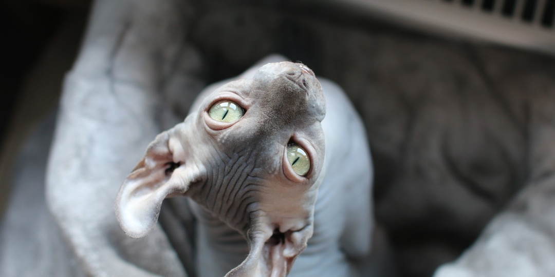 Почему у сфинксов нет усов? И какую замену им подобрала эволюция