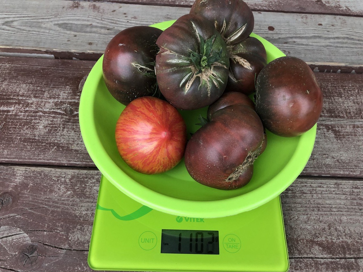 28 июня 2023 - Пурпурная страсть в компании с Гендальф (или Дон Жуан?)