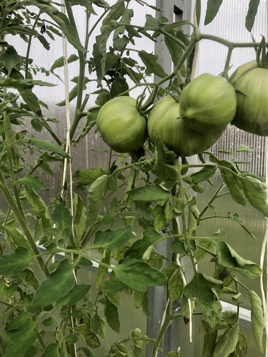 11 октября 2024