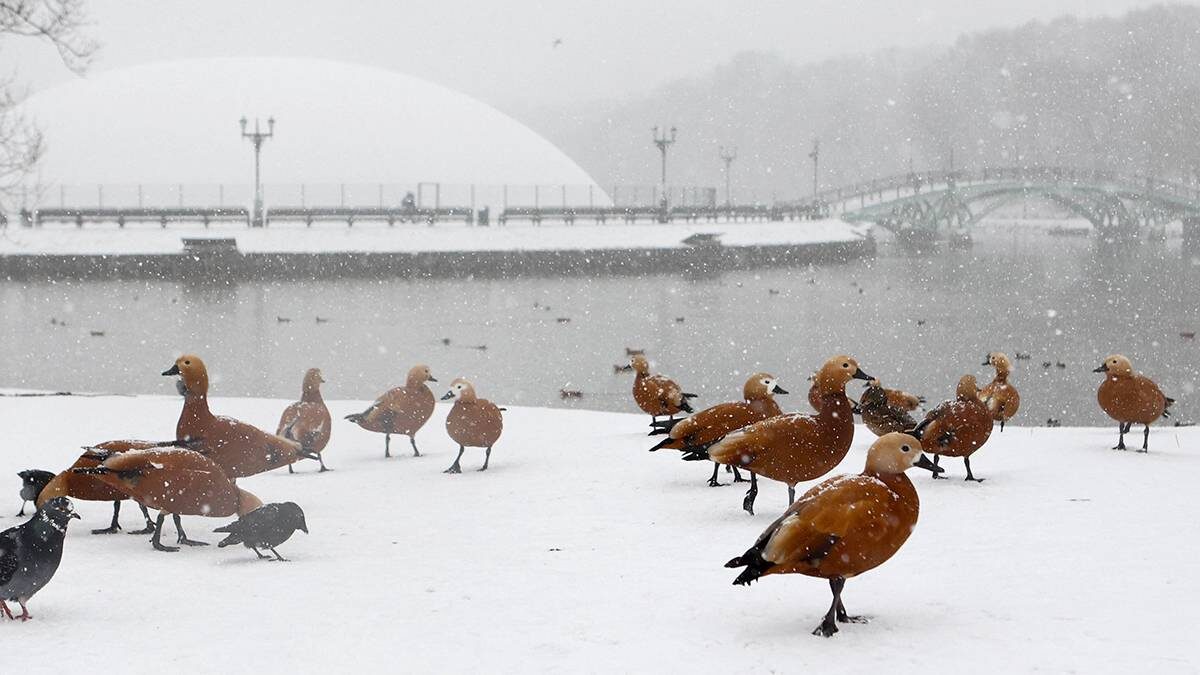    Фото: Ярослав Чингаев / АГН Москва