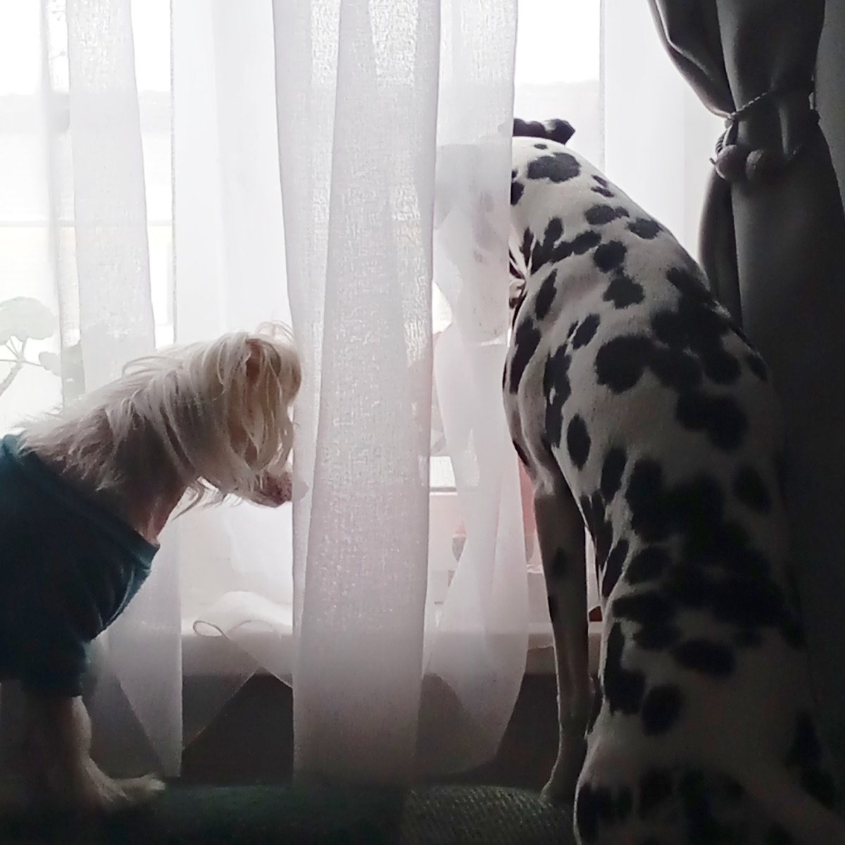 Мартин и  Герда провожают Дымка в веиклинику