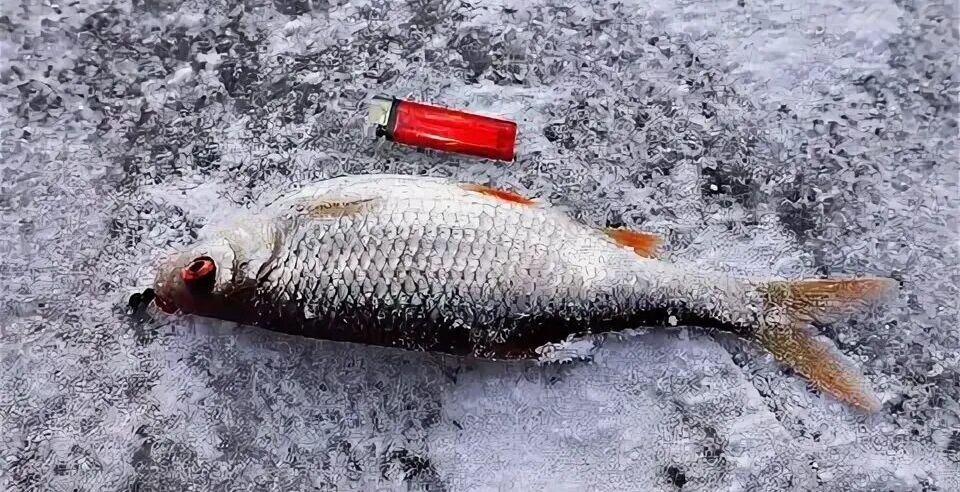 Как ловить толстеньку плотву в феврале по многу? Расскажу чему меня научило глухозимье...