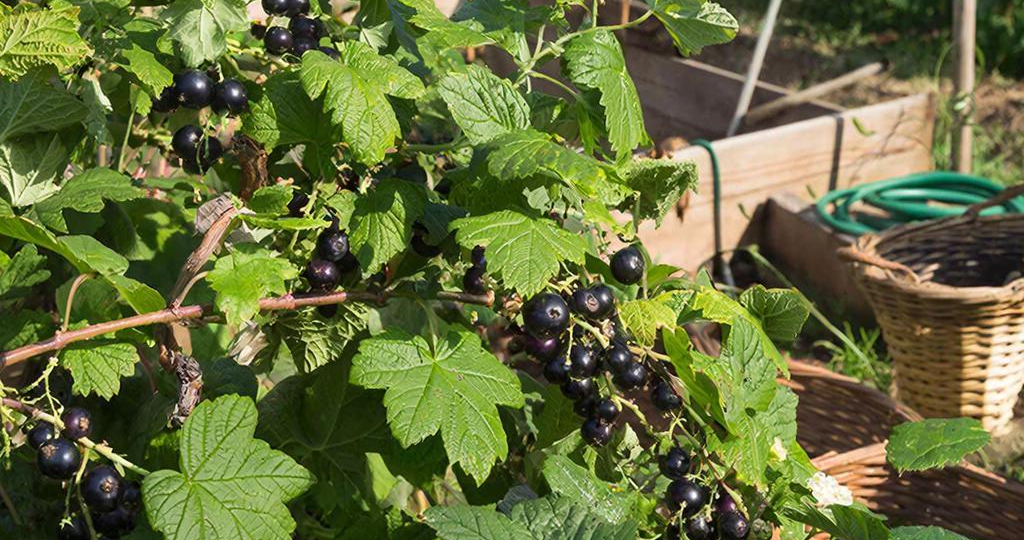 Смородина мельчает: чем подкормить кусты, чтобы ягоды снова стали крупными и сладкими