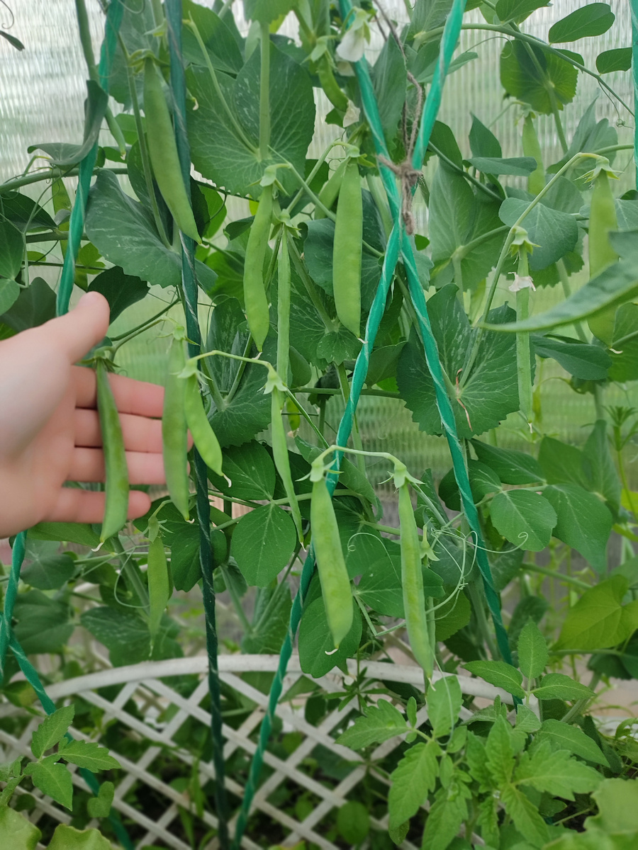 Горошек в теплице 