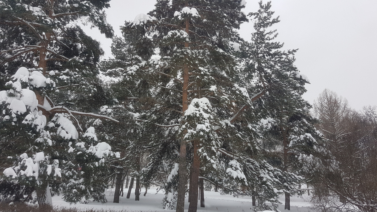 Снег идёт.. 28.01.2026г. Фото автора канала 