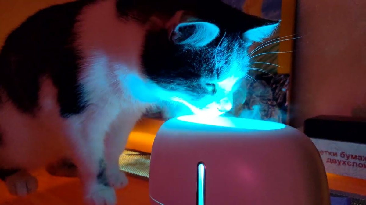 Кошка лезет носом в увлажнитель воздуха