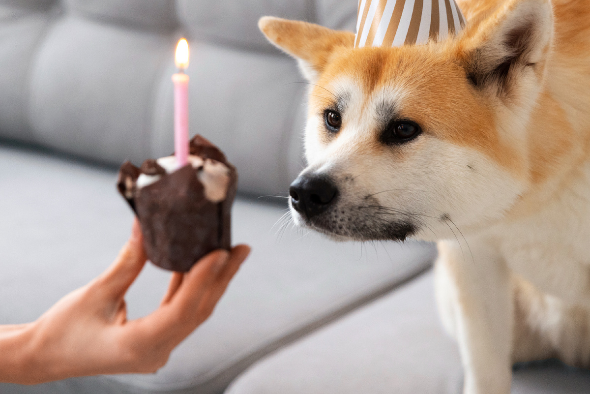 Собака испугалась свечку