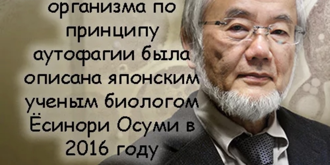 Аутофагия: как клетки очищают себя — и что я заметил после 45 лет.