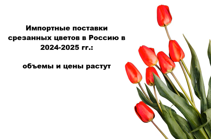 Импортные поставки срезанных цветов в Россию в 2024-2025 гг.: импорт и цены растут