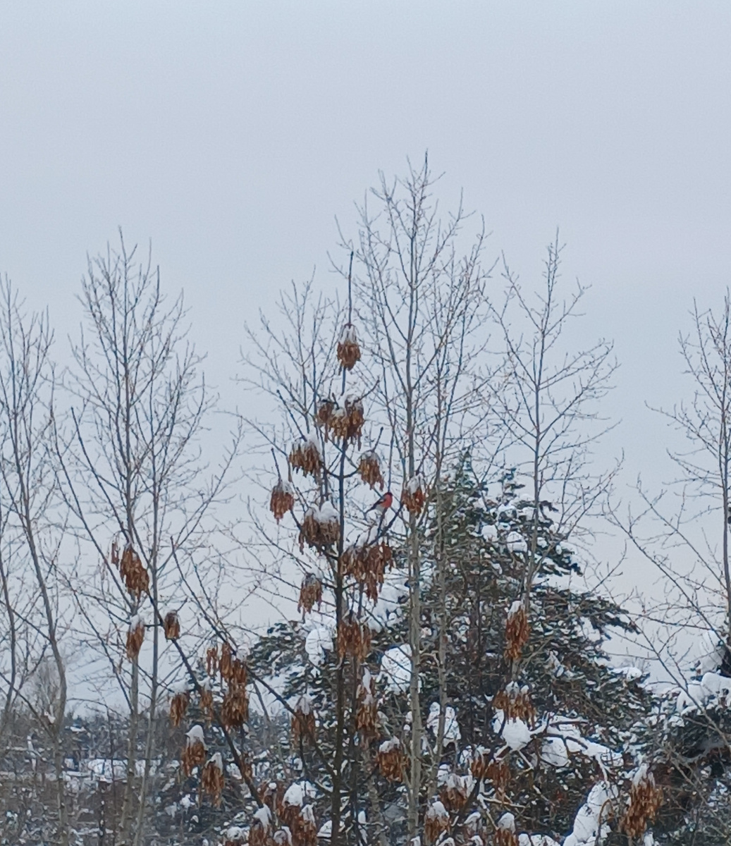Найди снегиря ))