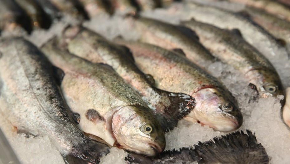    Автор фото: Ковалев Петр