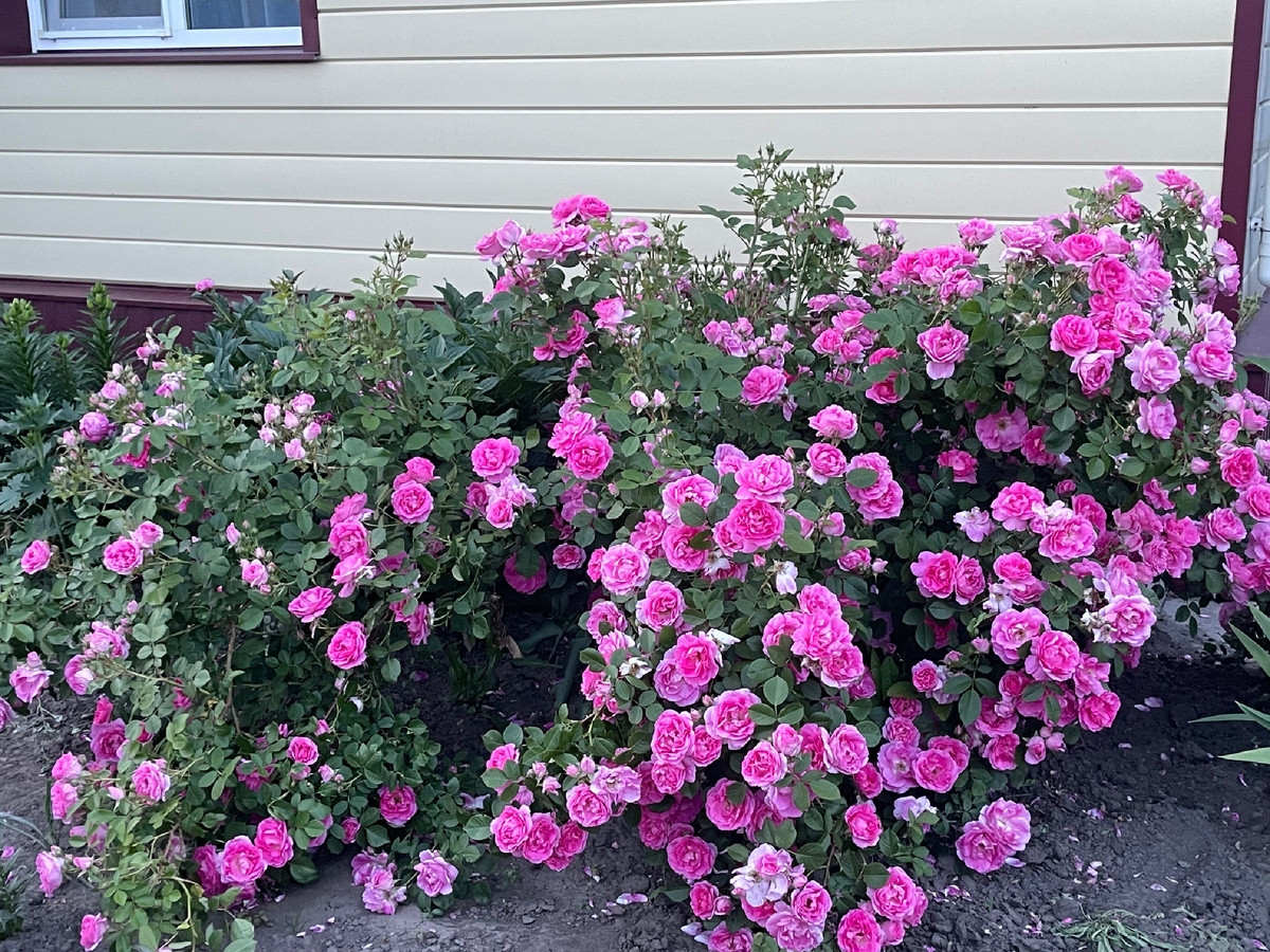 Канадка Дэвид Томпсон