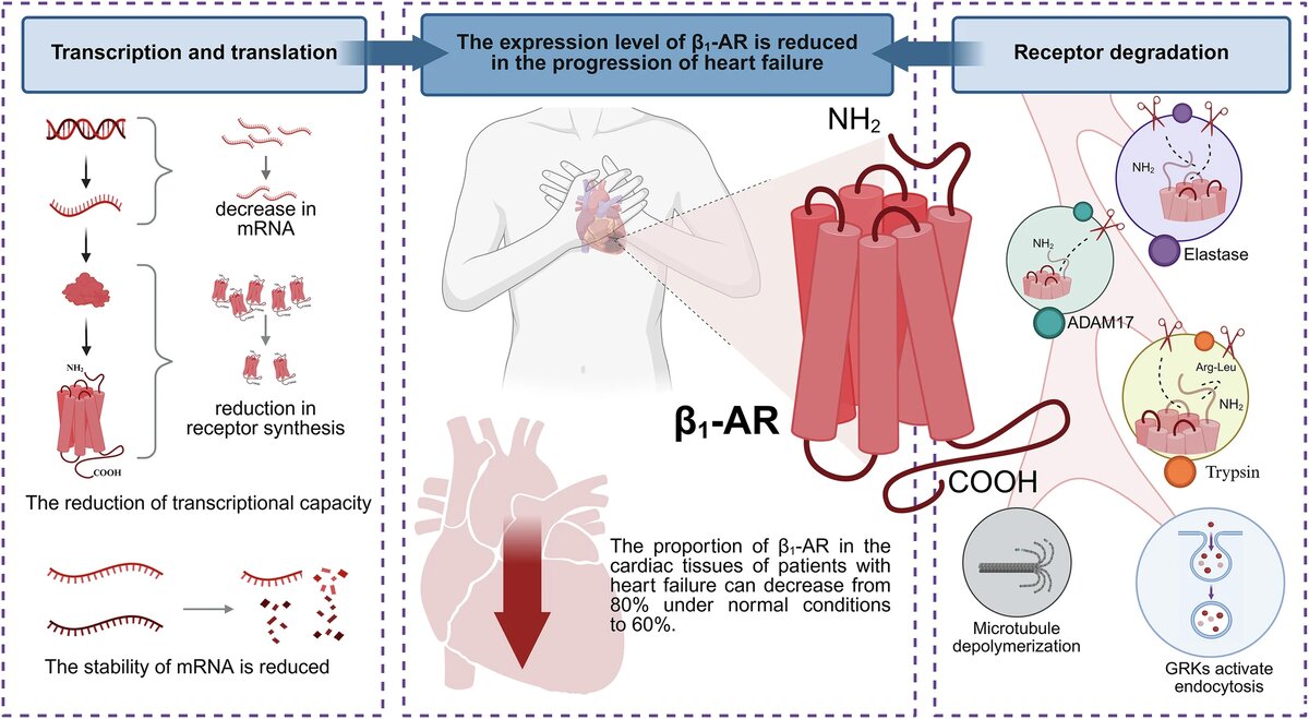 Снижение способности к транскрипции генов и усиление деградации белков приводят к снижению экспрессии β1 - AR.