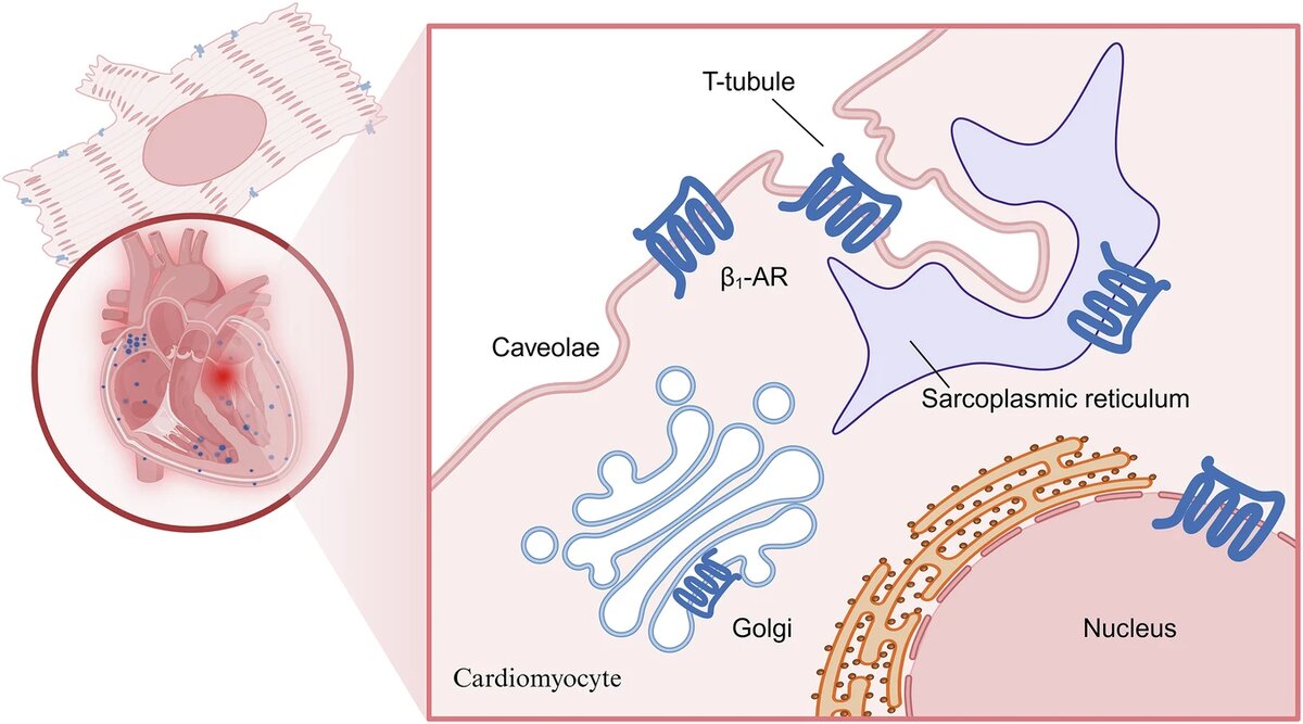 Распределение β1 - адренорецепторов в сердце в основном сосредоточено вокруг синусового узла. В кардиомиоцитах β1 - адренорецепторы локализуются в структурах с двухмембранной архитектурой, включая Т-трубочки, саркоплазматический ретикулум, аппарат Гольджи и ядерную оболочку.