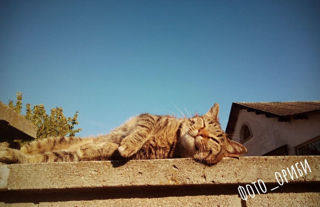 © Copyright: Ориби Каммпирр