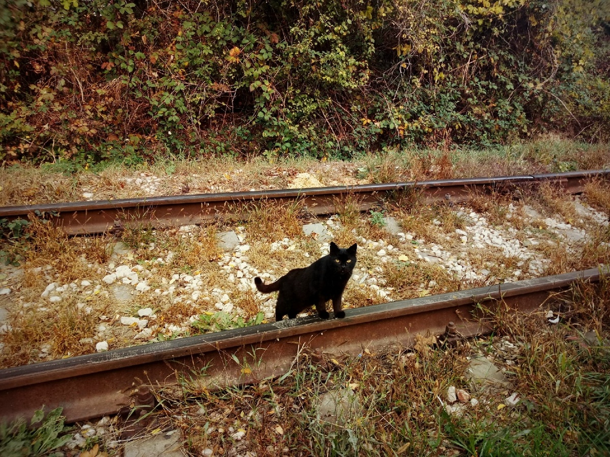 © Copyright: Ориби Каммпирр