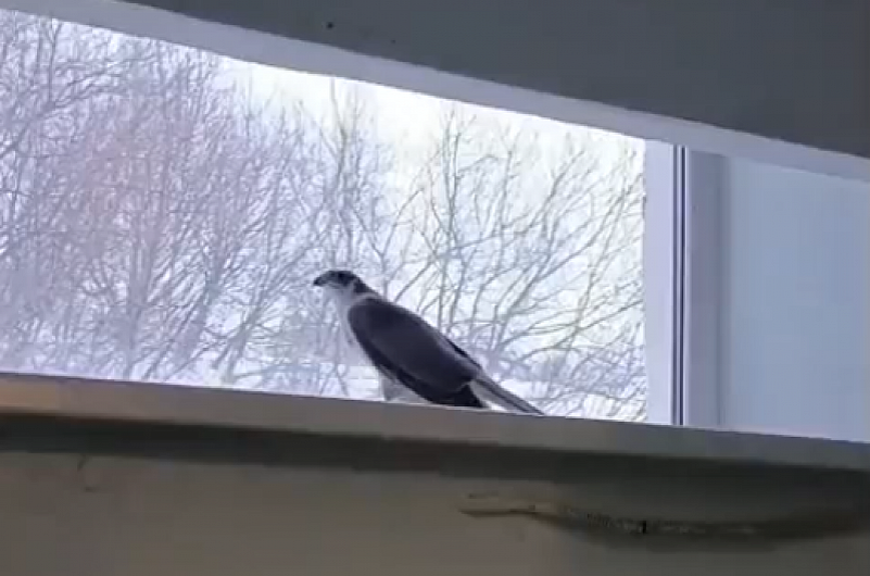 Камчатская жизнь