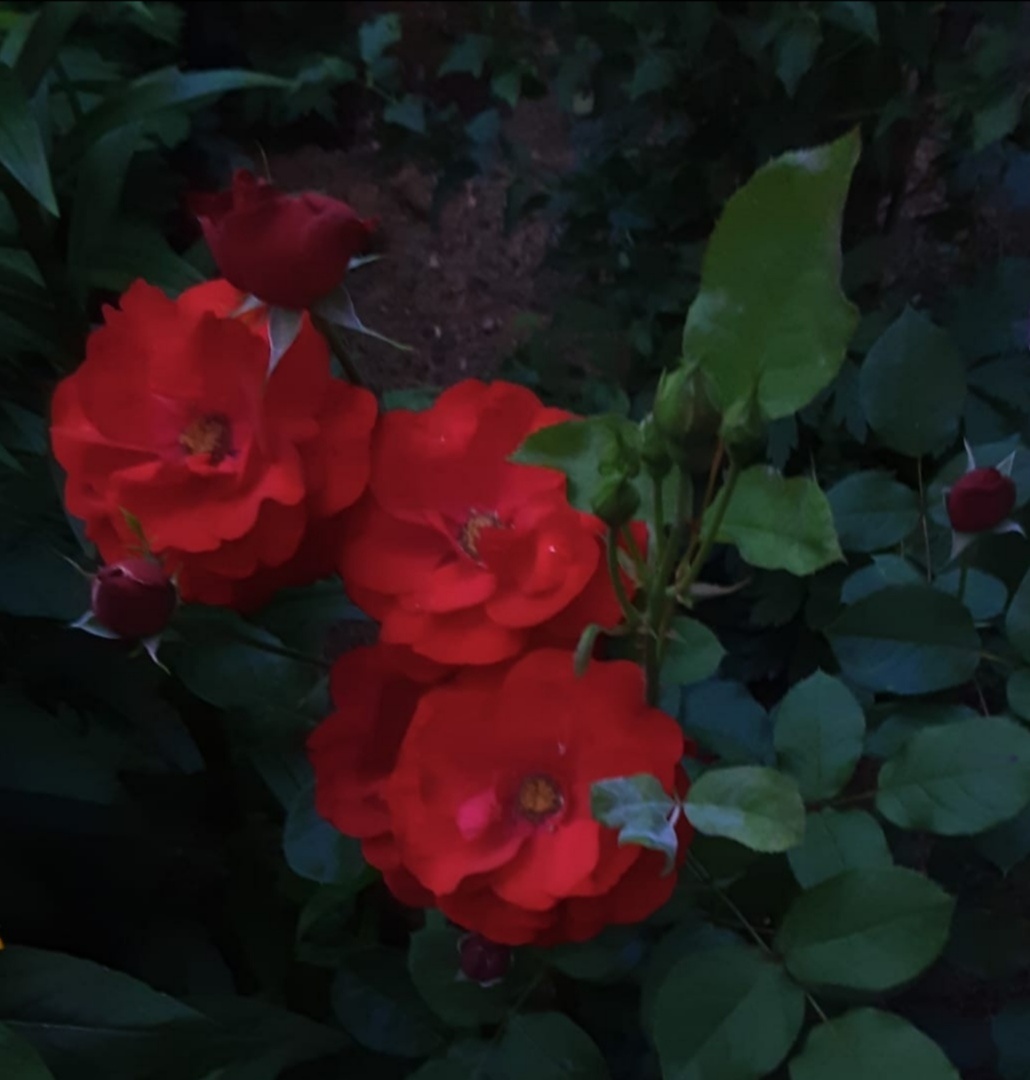 Шраб Бенвенуто. Фото без вспышки. Роза как на старинной картине. 