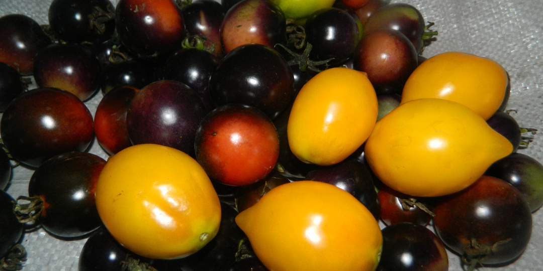 7 замечательных сортов черри томатов - красивых, вкусных, урожайных