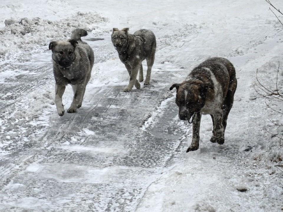    Фото: Ольга Григорьева