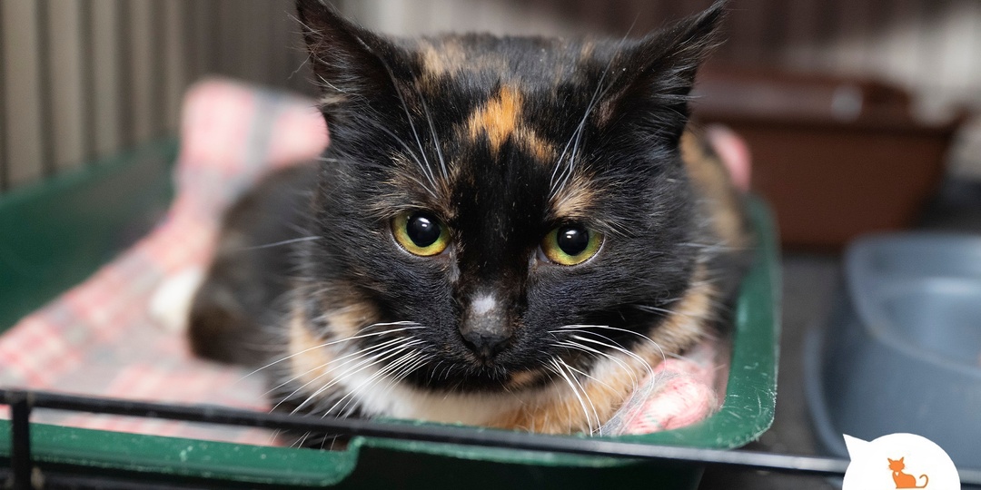 Две половинки сердца