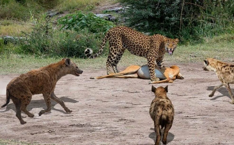 Бурые гиены пытаются отобрать добычу у гепарда.  Даже меньший по размеру хищник – угроза для уставшего после погони охотника. 