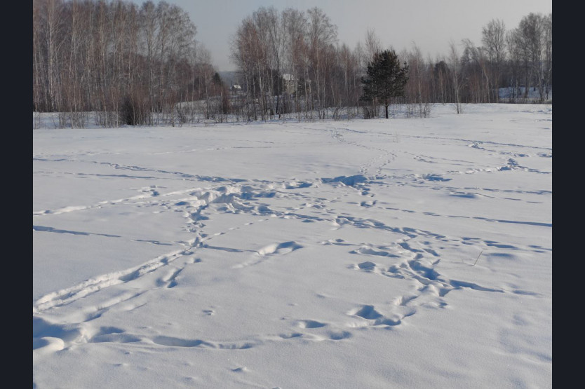    Фотография пресс-службы министерства природных ресурсов и экологии Новосибирской области