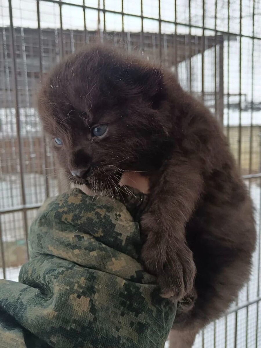    Пополнение в семействе леопардов. Источник: t.me/zoo22ru