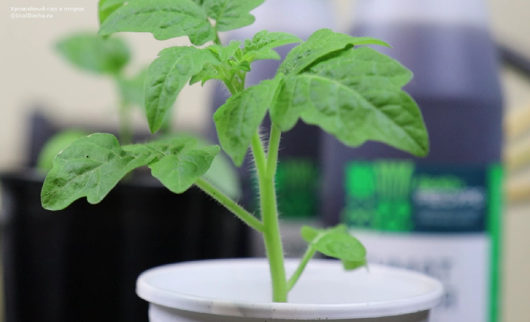 Рассада для ленивых. Убрала всю лишнюю работу по выращиванию рассады, не могу нарадоваться