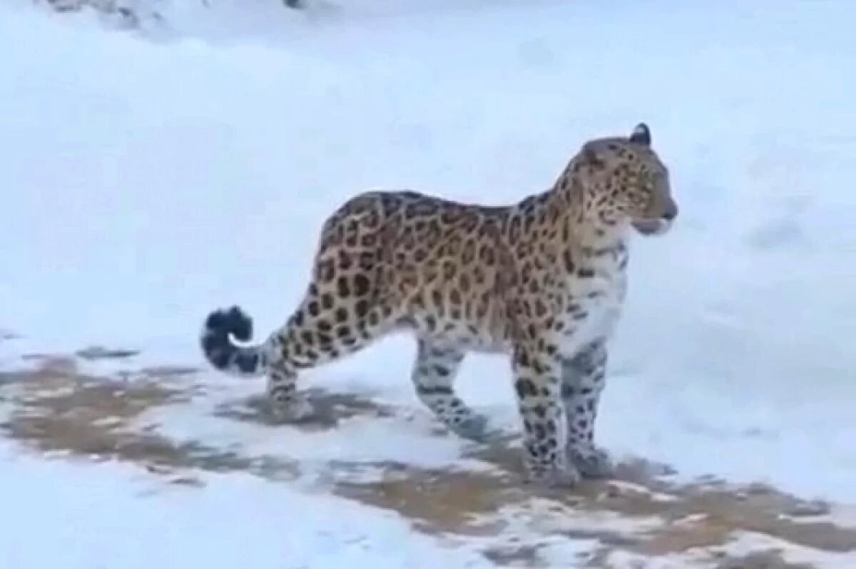    Леопардиха и её котёнок прогулялись во дворе частного дома в Приморье