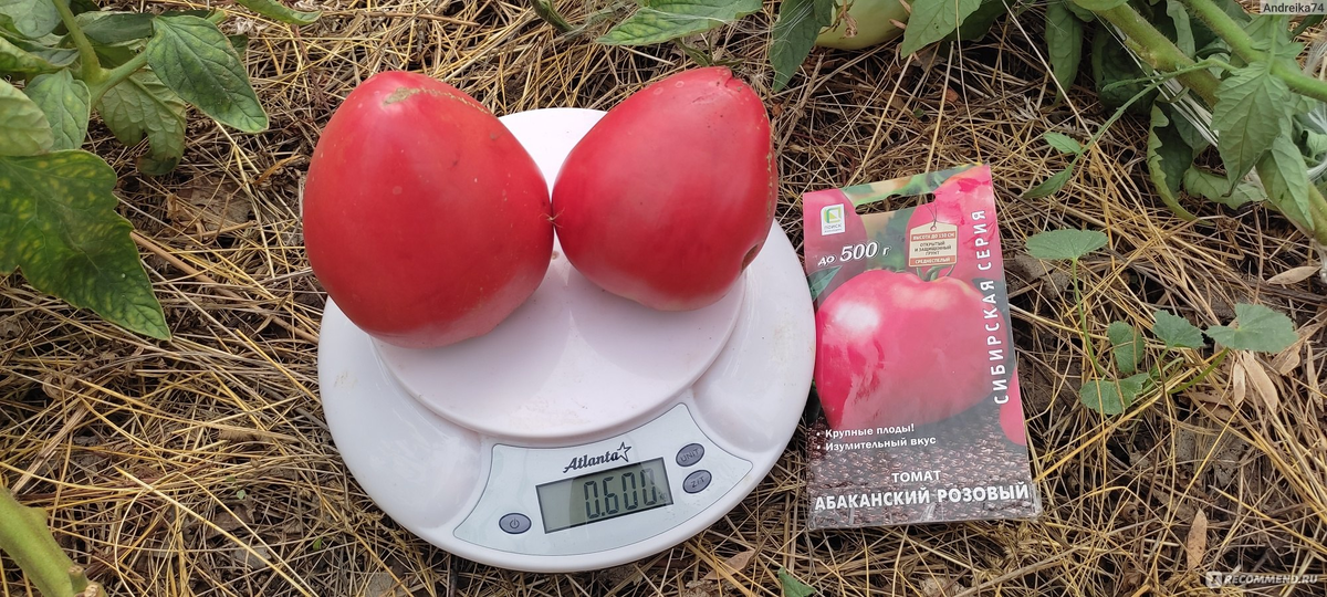 https://irecommend.ru/content/ne-odin-god-menya-radoval-svoimi-krupnymi-tomatami