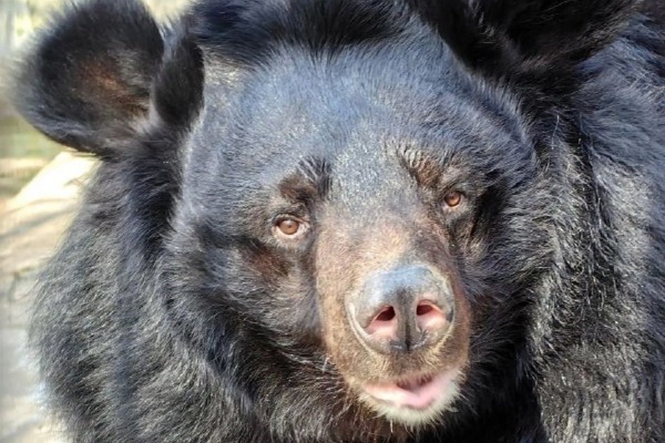    Урсуле исполнилось 18 лет. Фото: телеграм-канал Ростовского зоопарка.