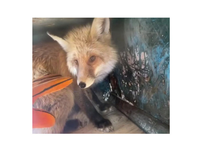     ФОТО: СКРИНШОТ ВИДЕО ИЗ ТЕЛЕГРАМ-КАНАЛА ИРСИТИ