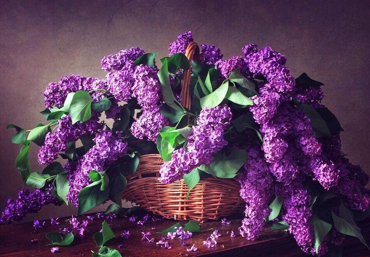 их дом утопает в зелени, возле ворот благоухает куст сирени