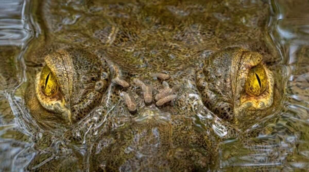    Снимок абсолютного победителя, «Мухи не обидит» / © Zeke Rowe