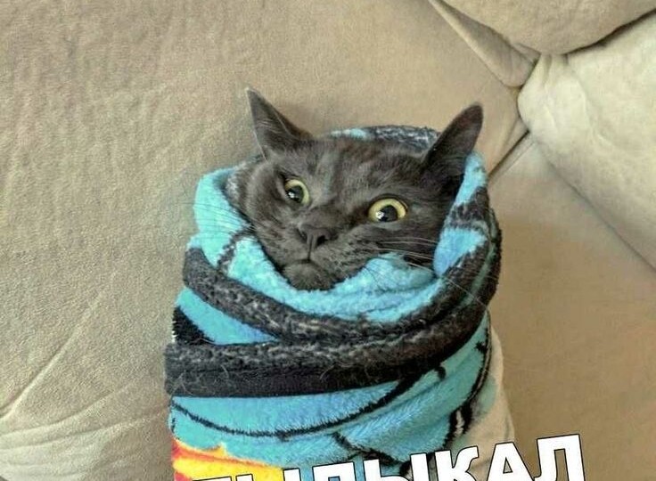 Мемы с кошками, новая подборка