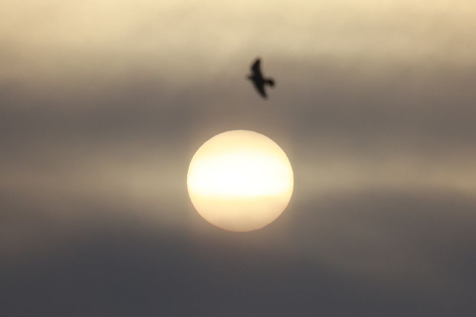    "Растущее" Солнце в небе над Барнаулом . Источник: Олег Укладов