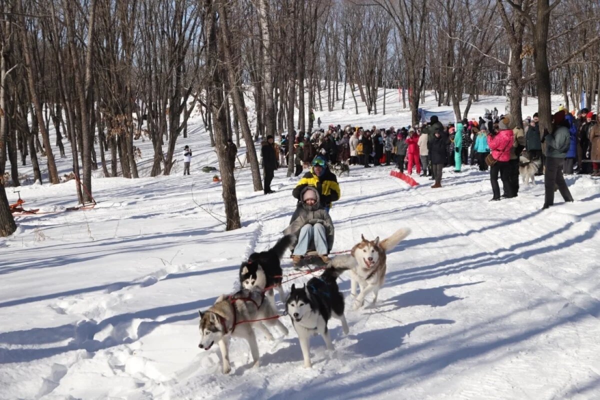    В Хабаровском крае 7 февраля стартуют гонки упряжек «Амурской метели‑2026»