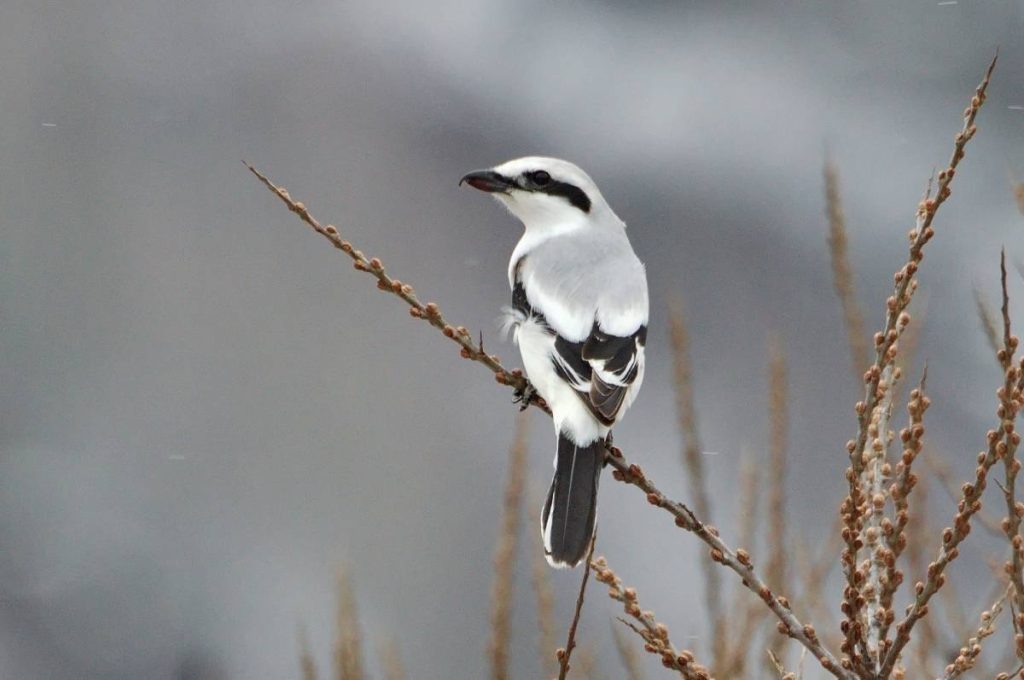    С. Чумаков Остап Мусаев