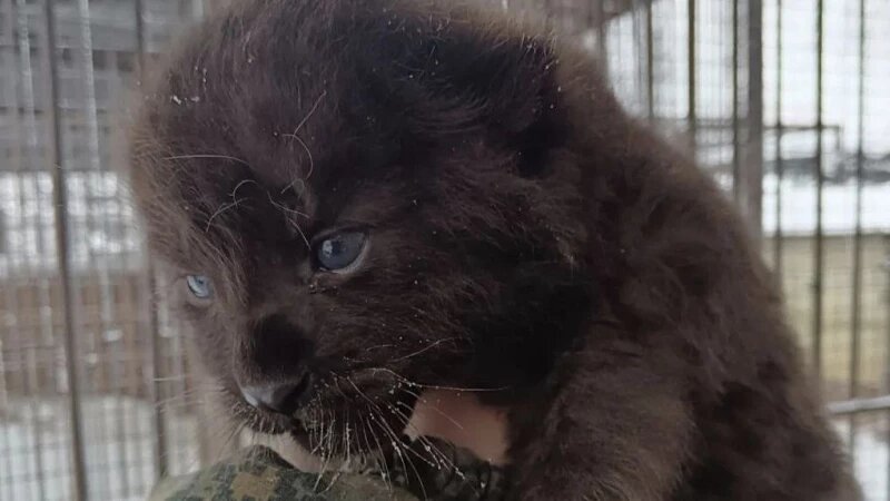     Маленький леопарденок. Барнаульский зоопарк «Лесная сказка»